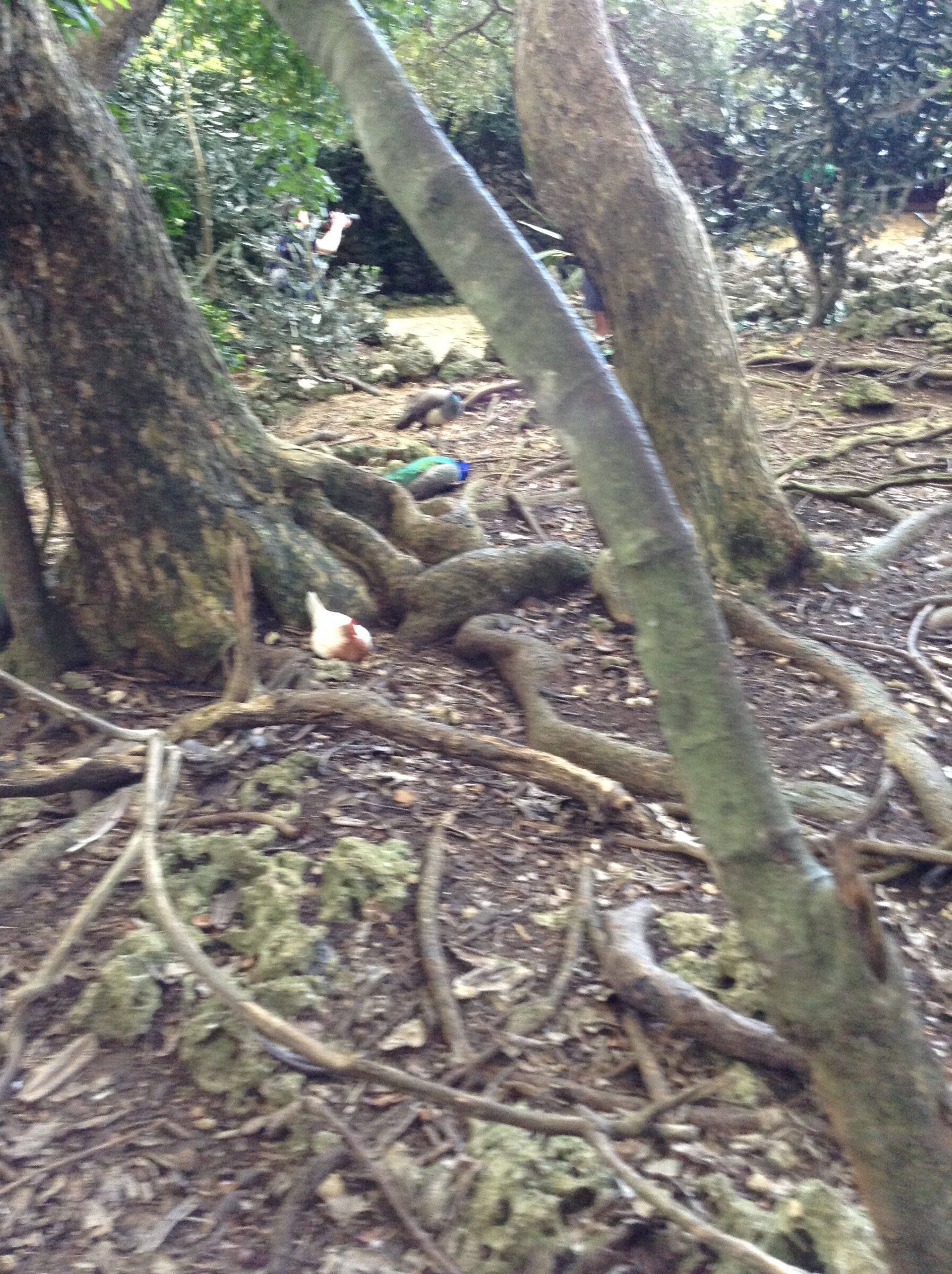 Birds among the tree roots
