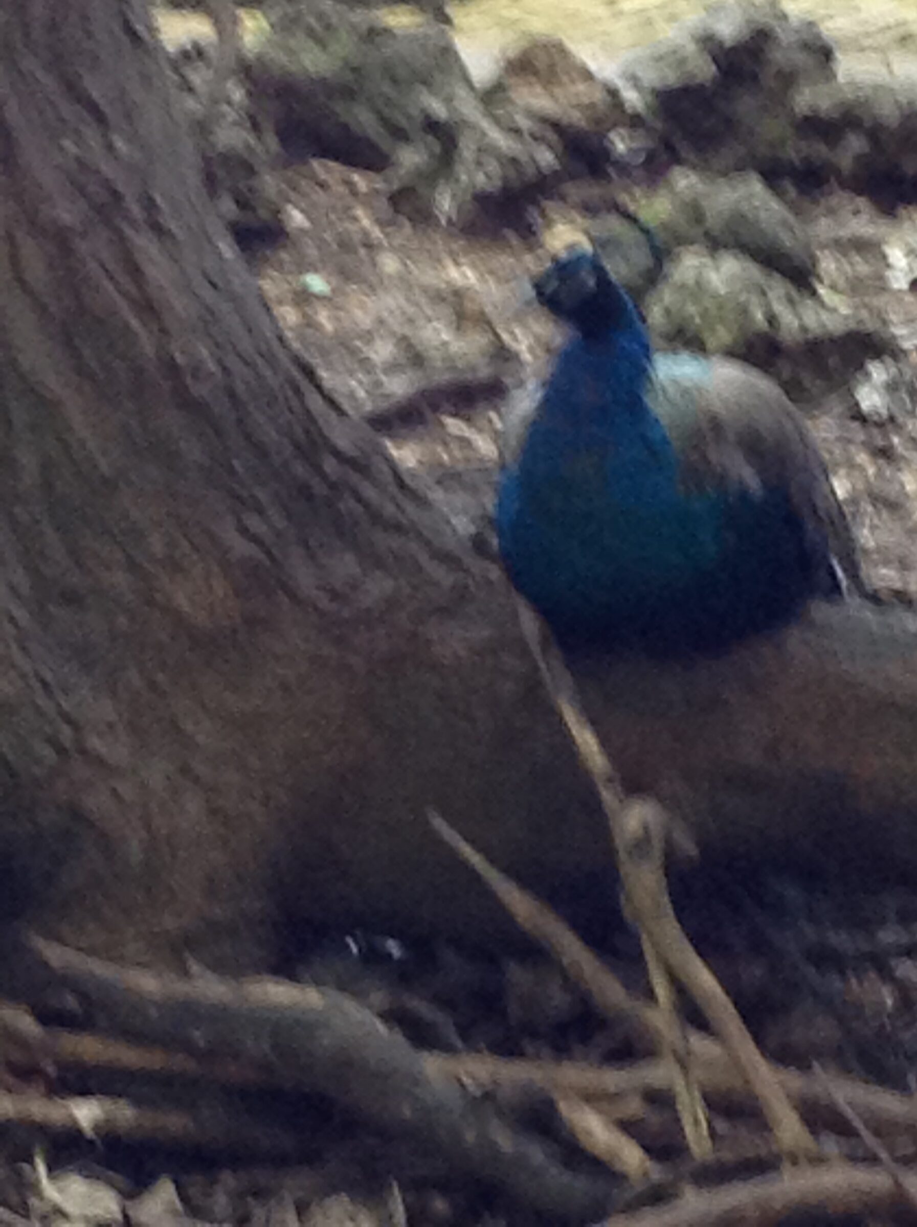 A peacock in the reserve