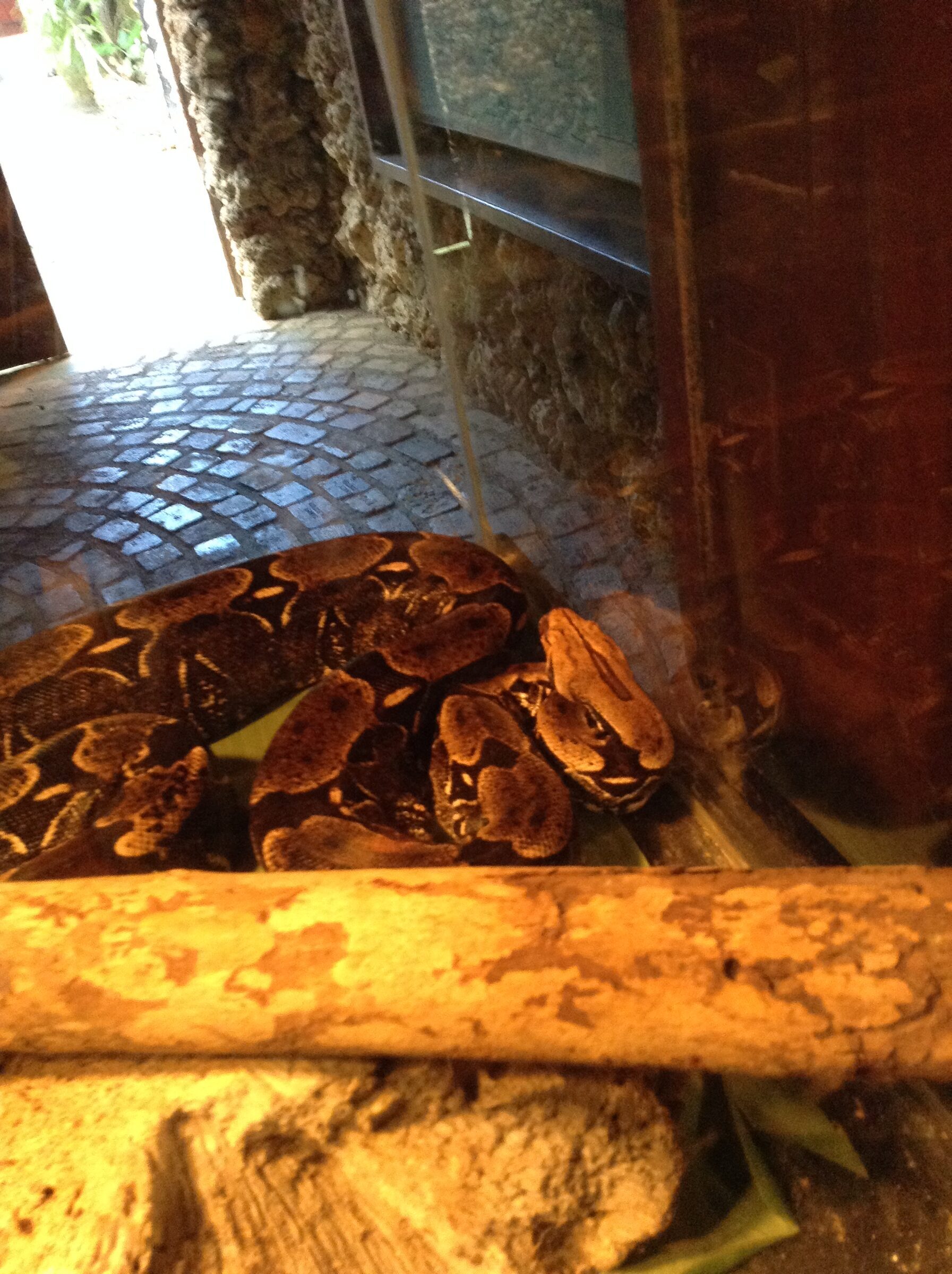 The giant python in its enclosure