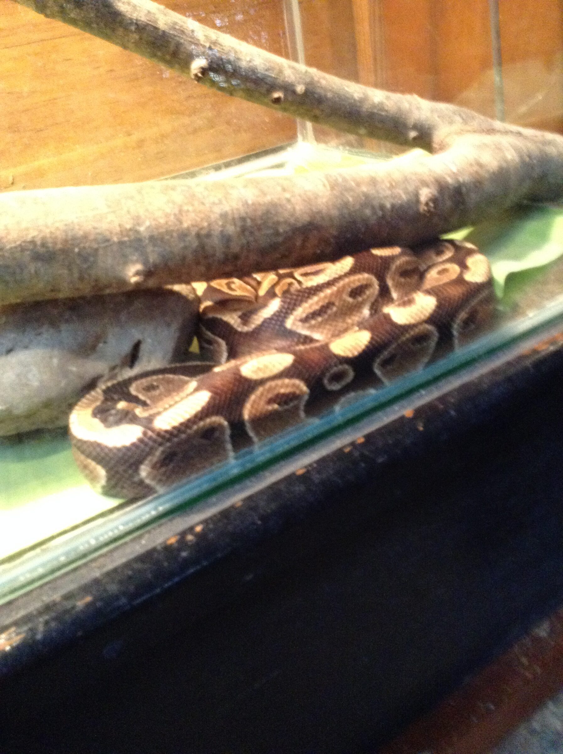 A patterned snake behind the glass