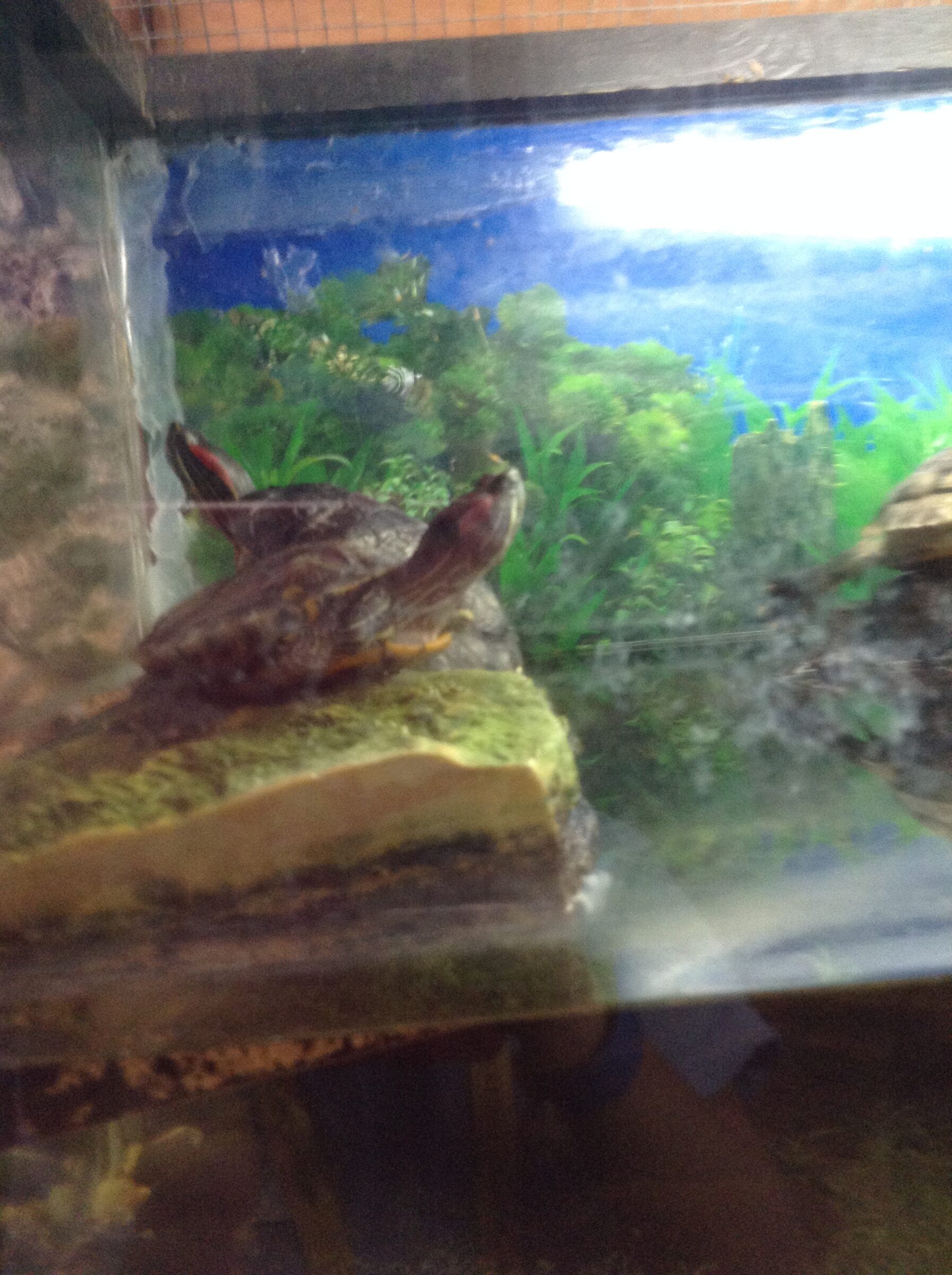 A turtle in the tank