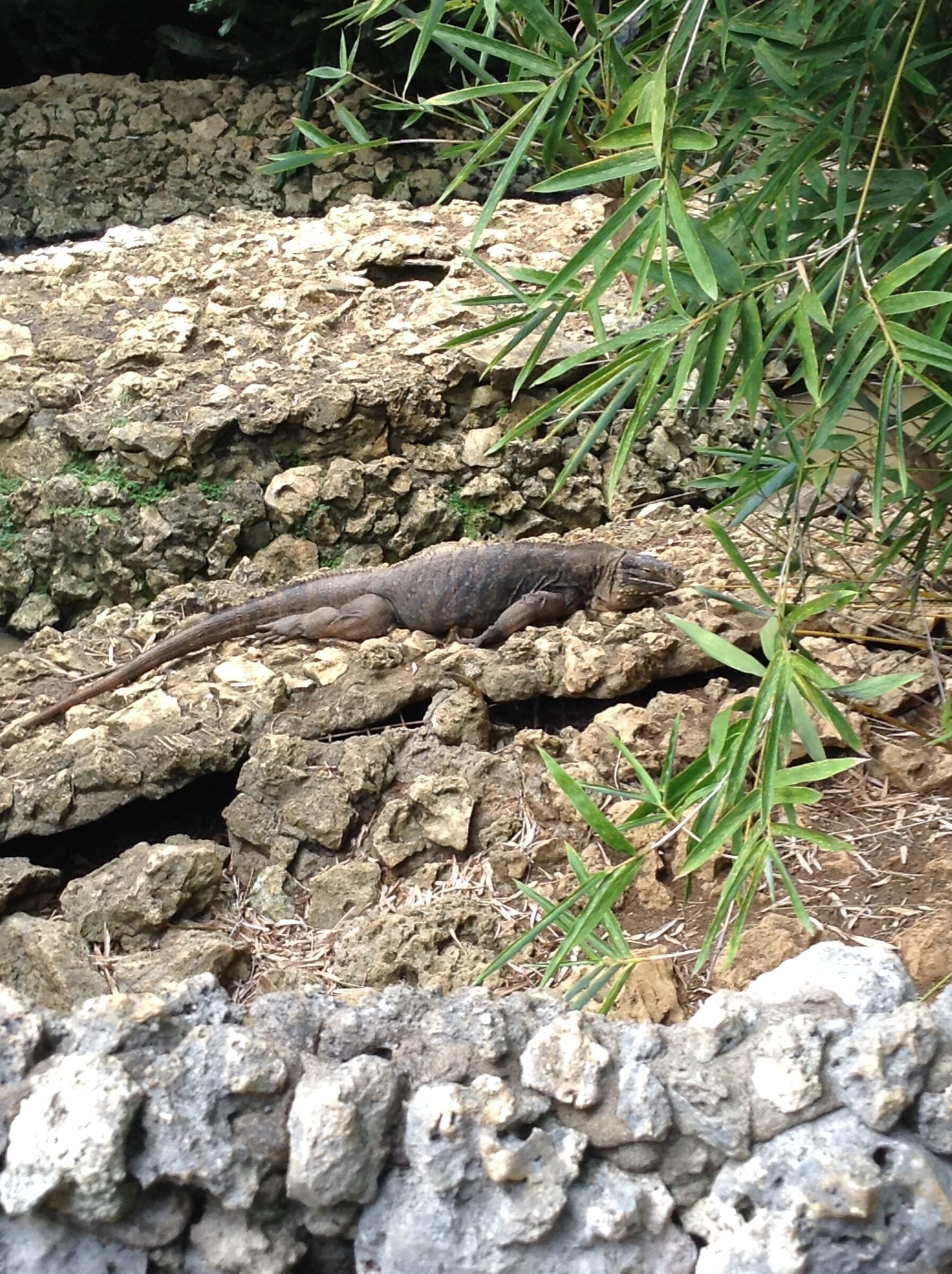 An iguana on the rocks