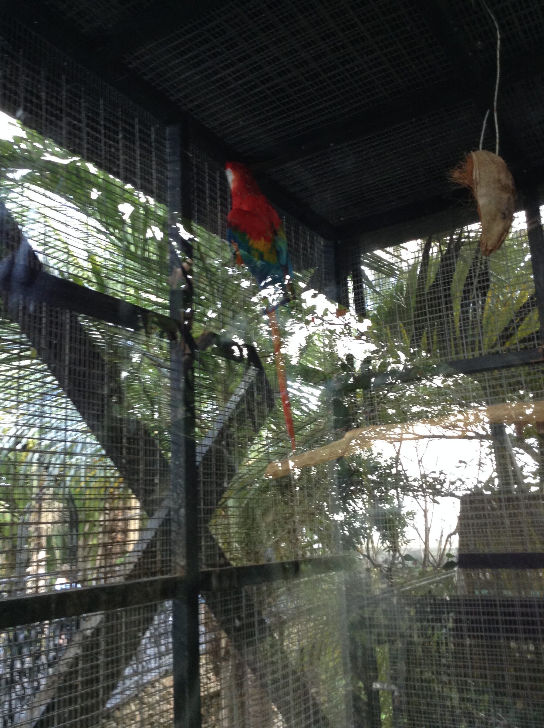 A macaw at the wildlife reserve