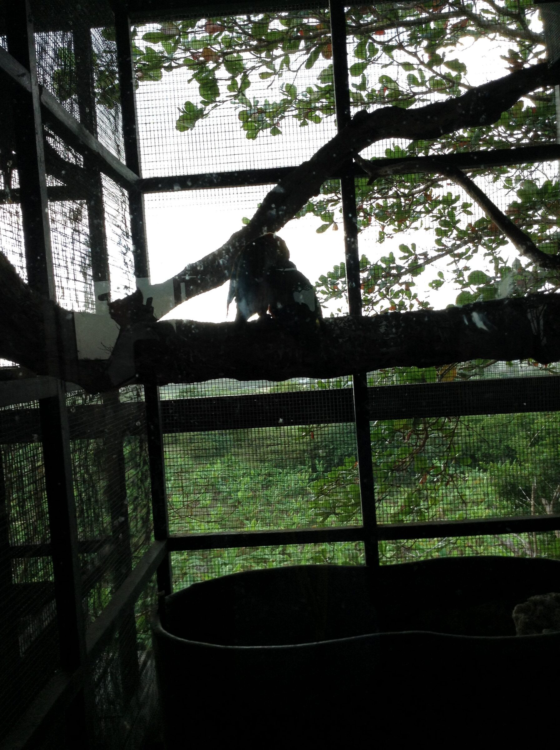 A bird among the branches