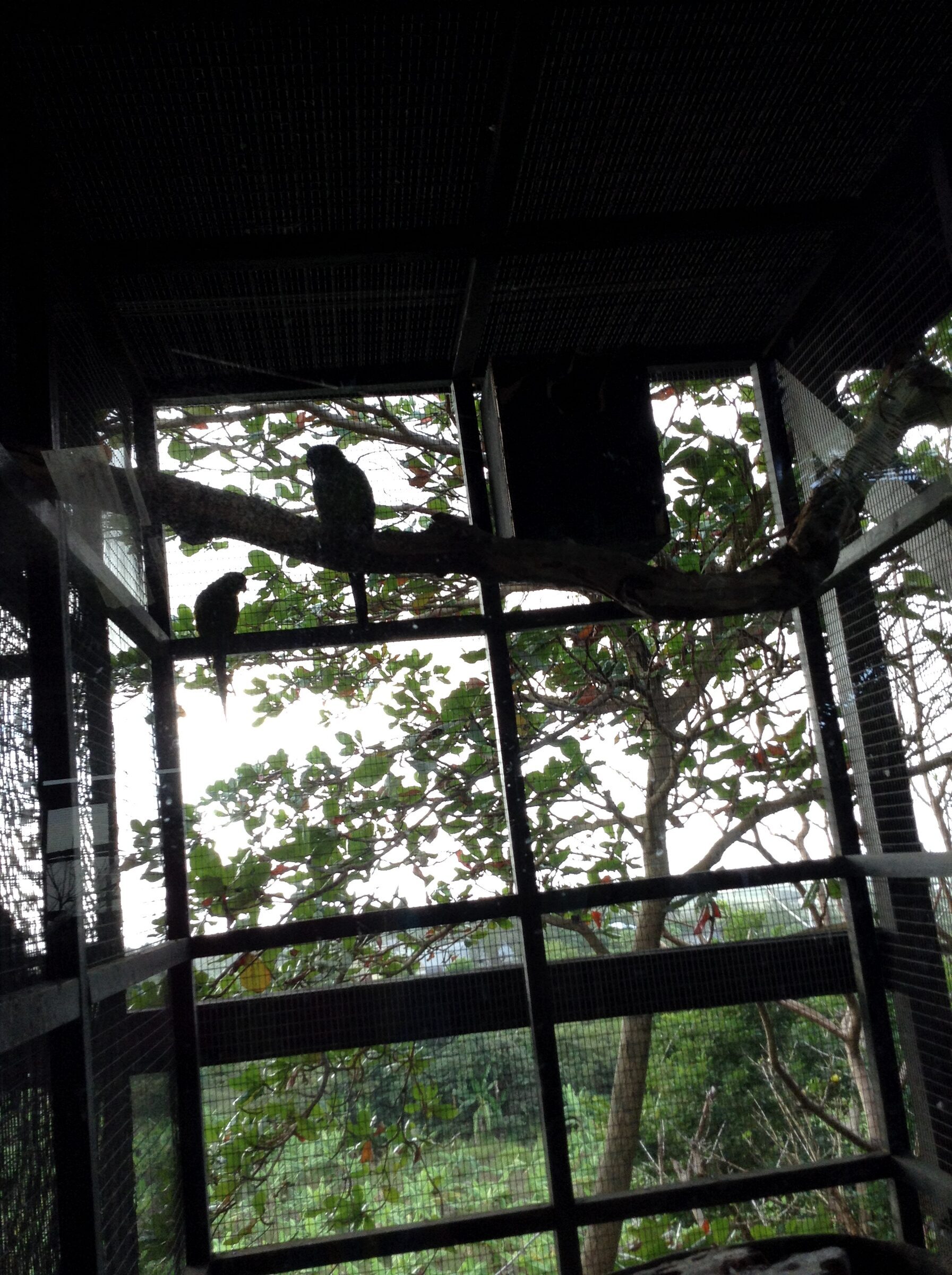 Birds silhouetted in the aviary
