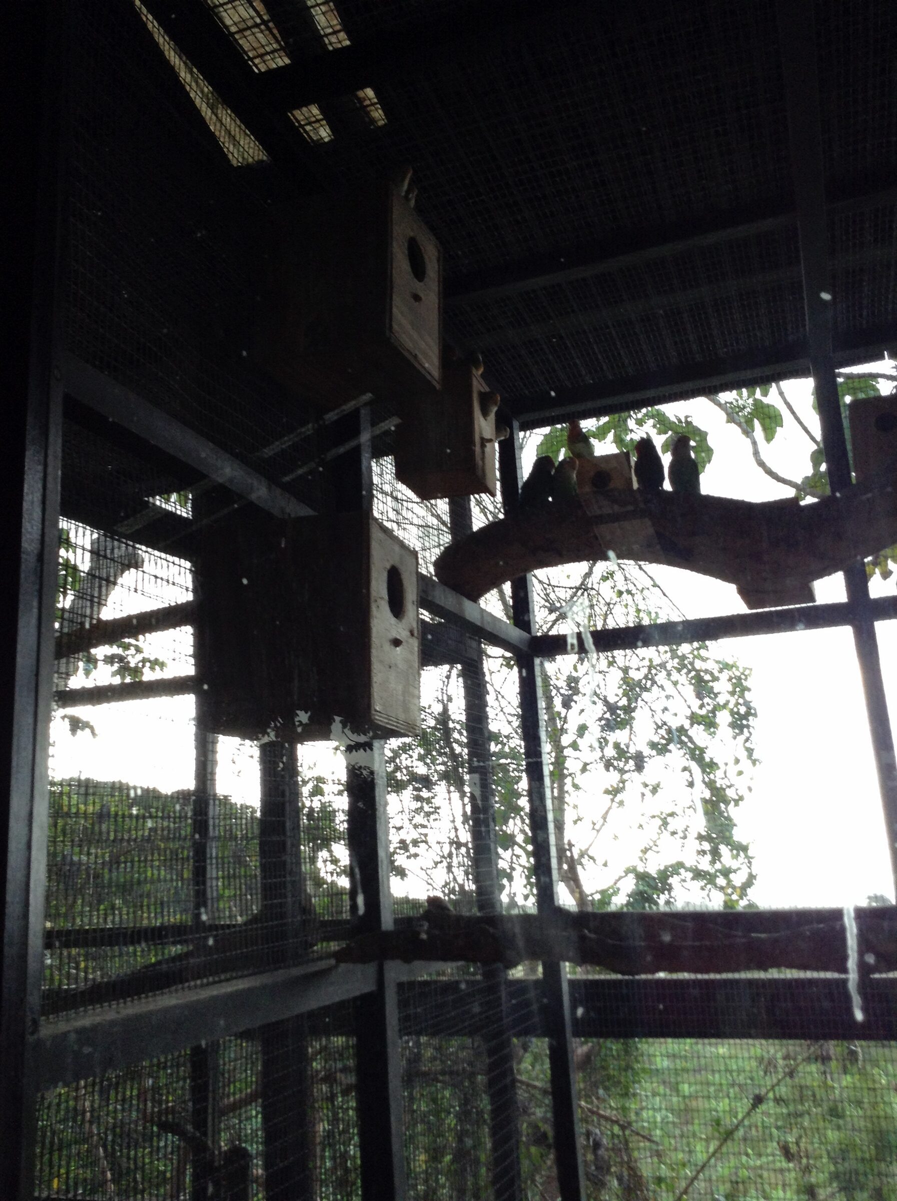 Nest boxes in the aviary
