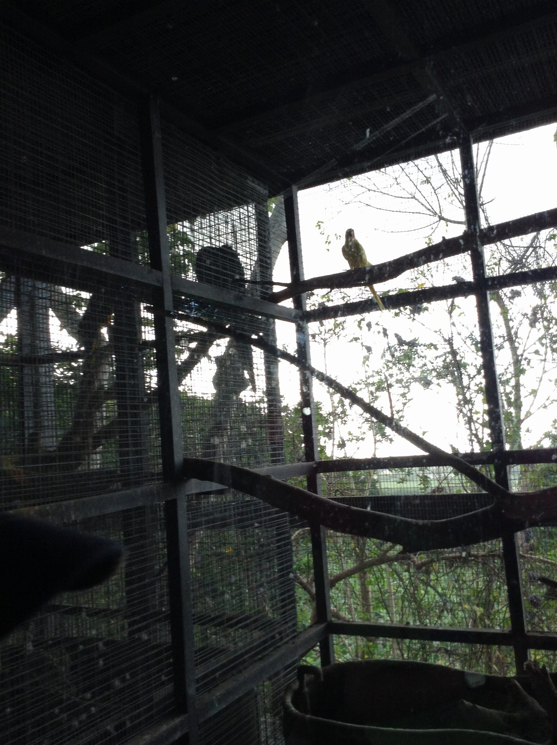 A parakeet in the aviary