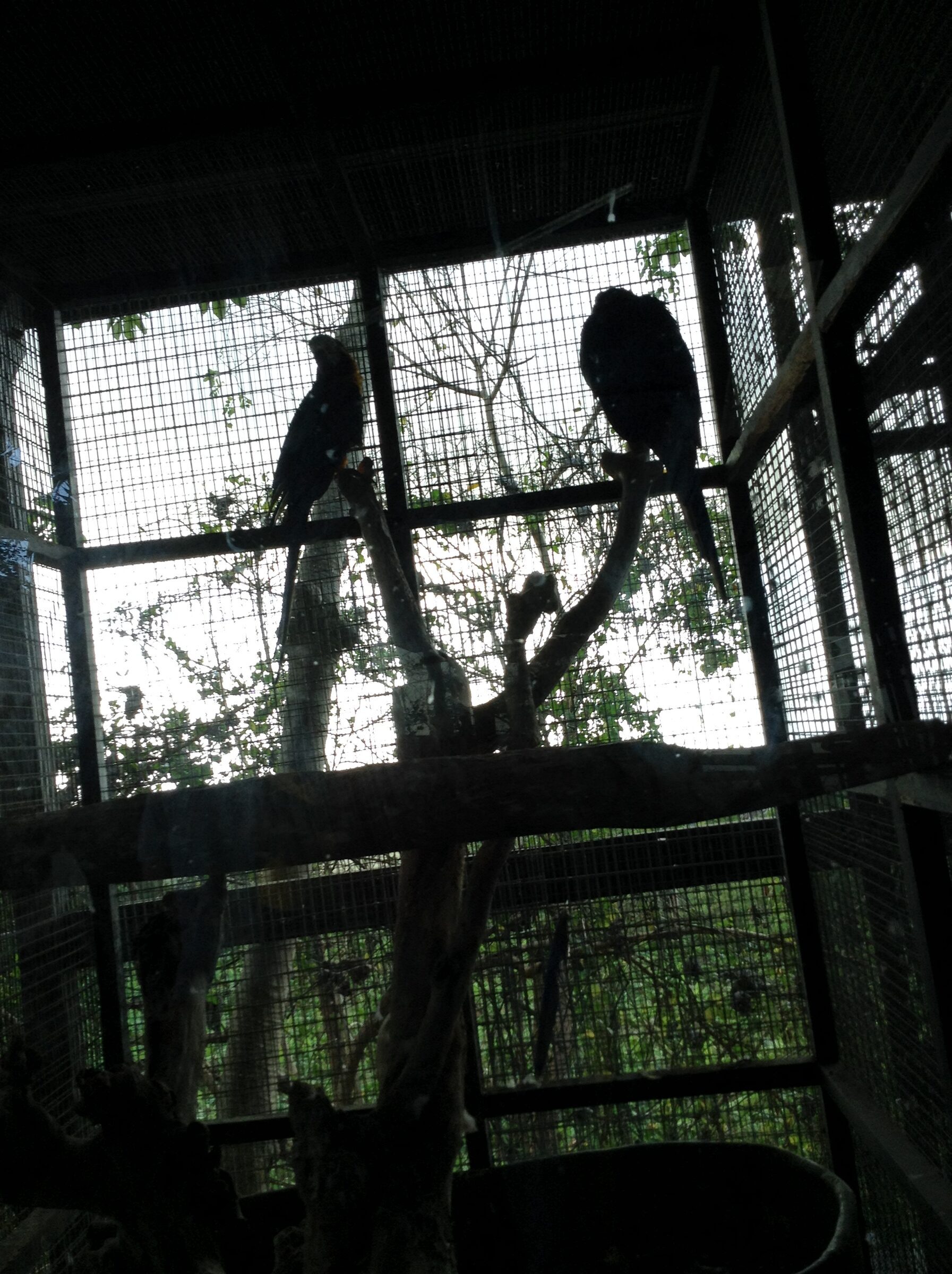 Macaws silhouetted in the aviary