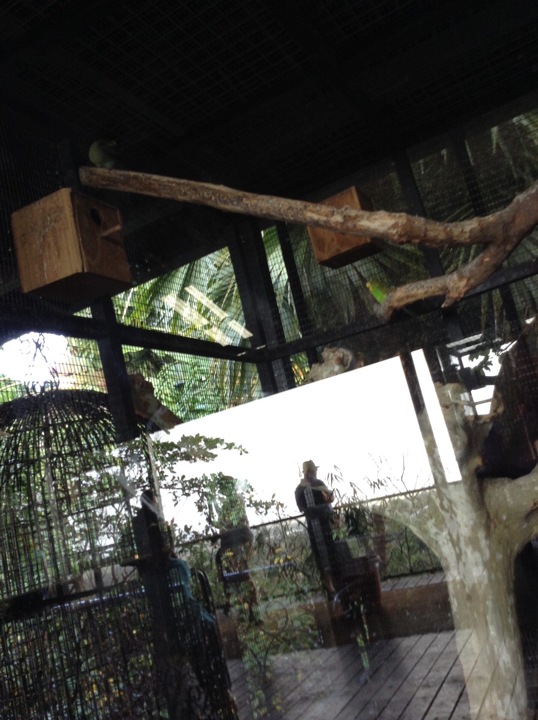 Inside the aviary at the wildlife reserve