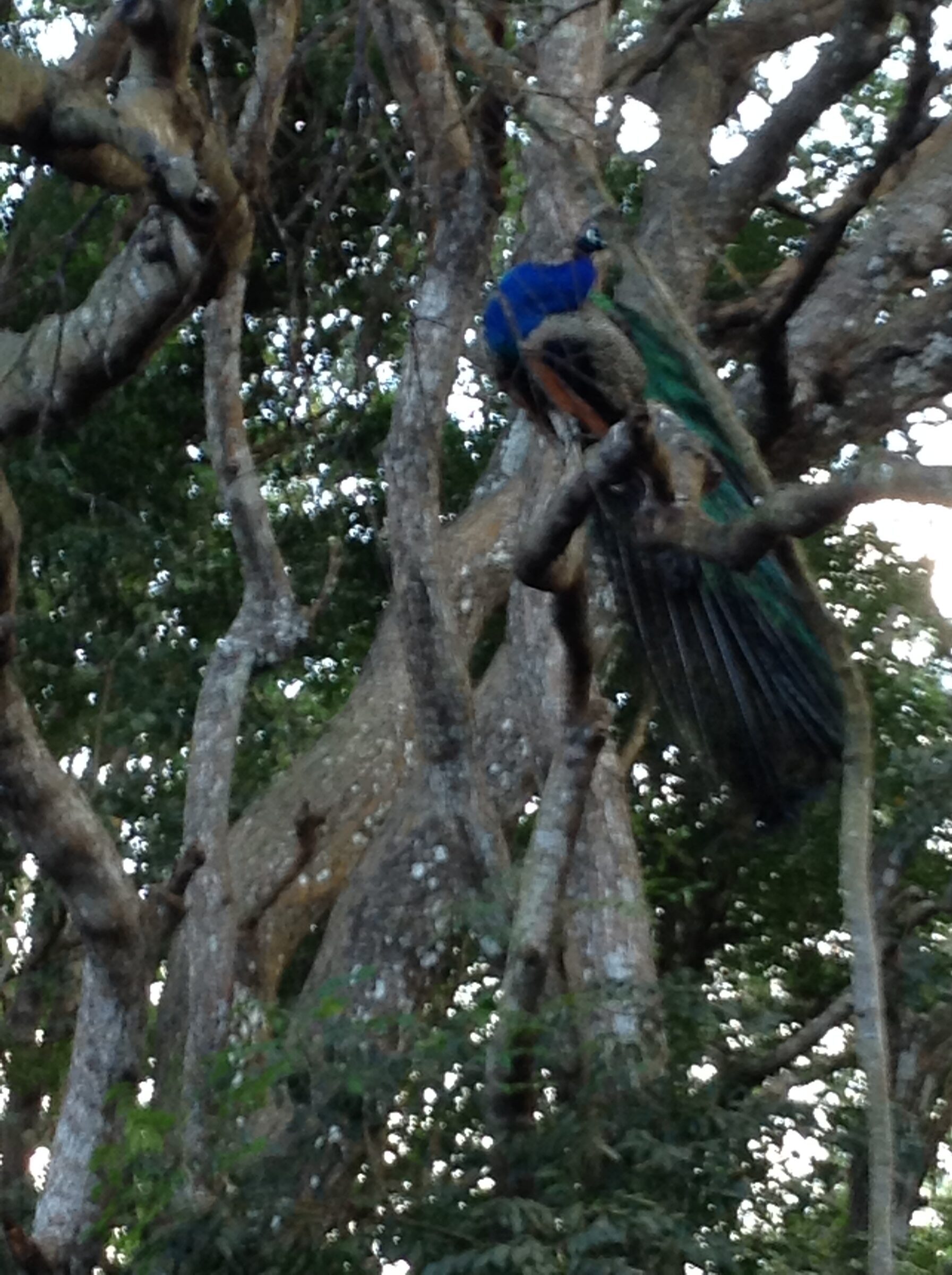 A peacock in the trees