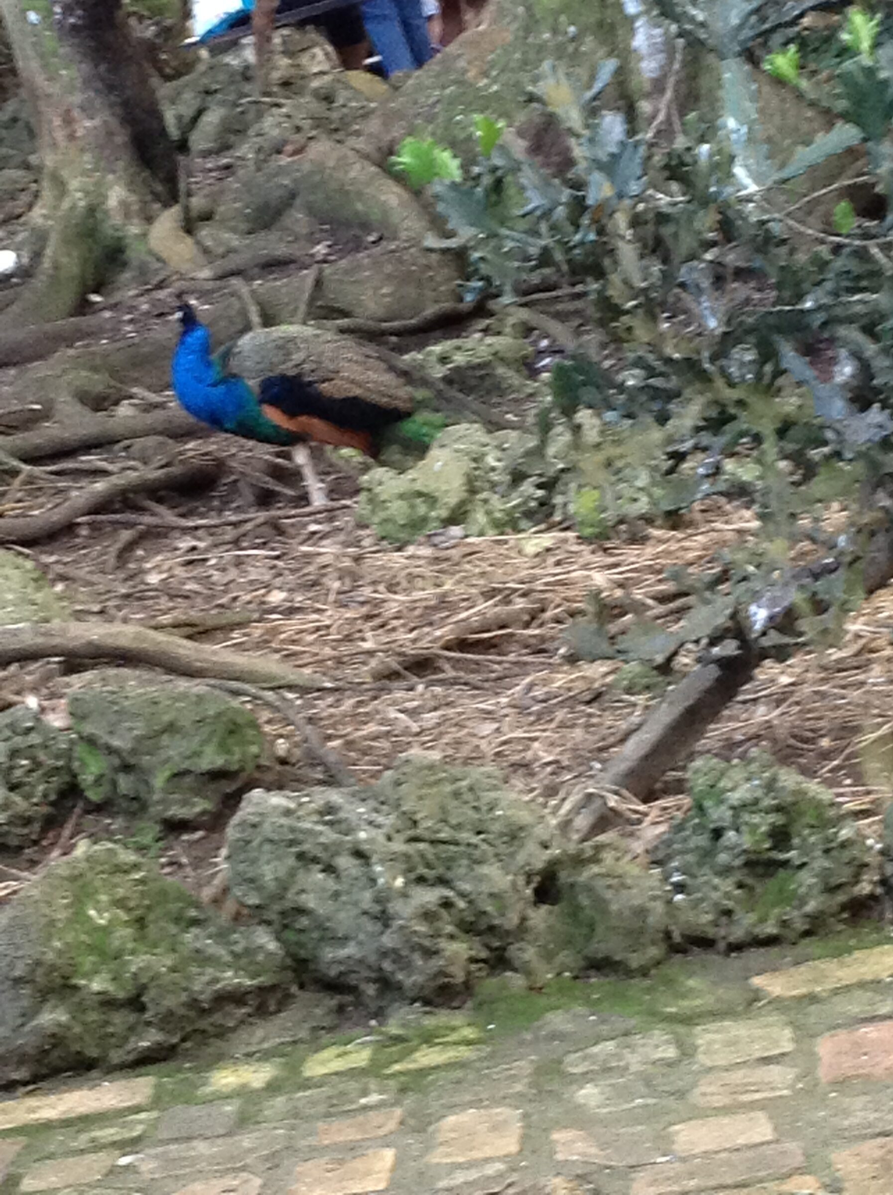 A peacock at the wildlife reserve