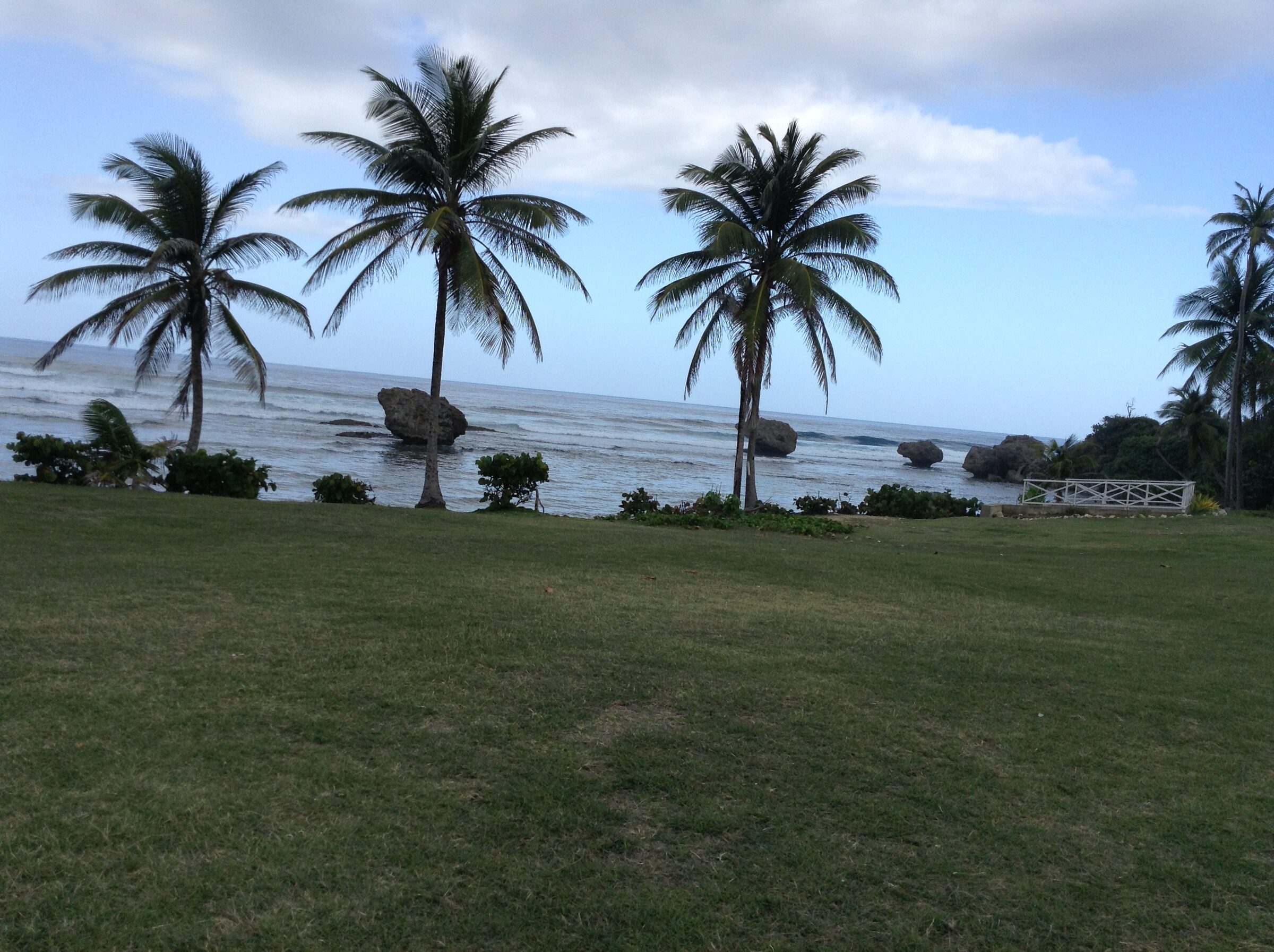 Palm trees along the Barbados coast