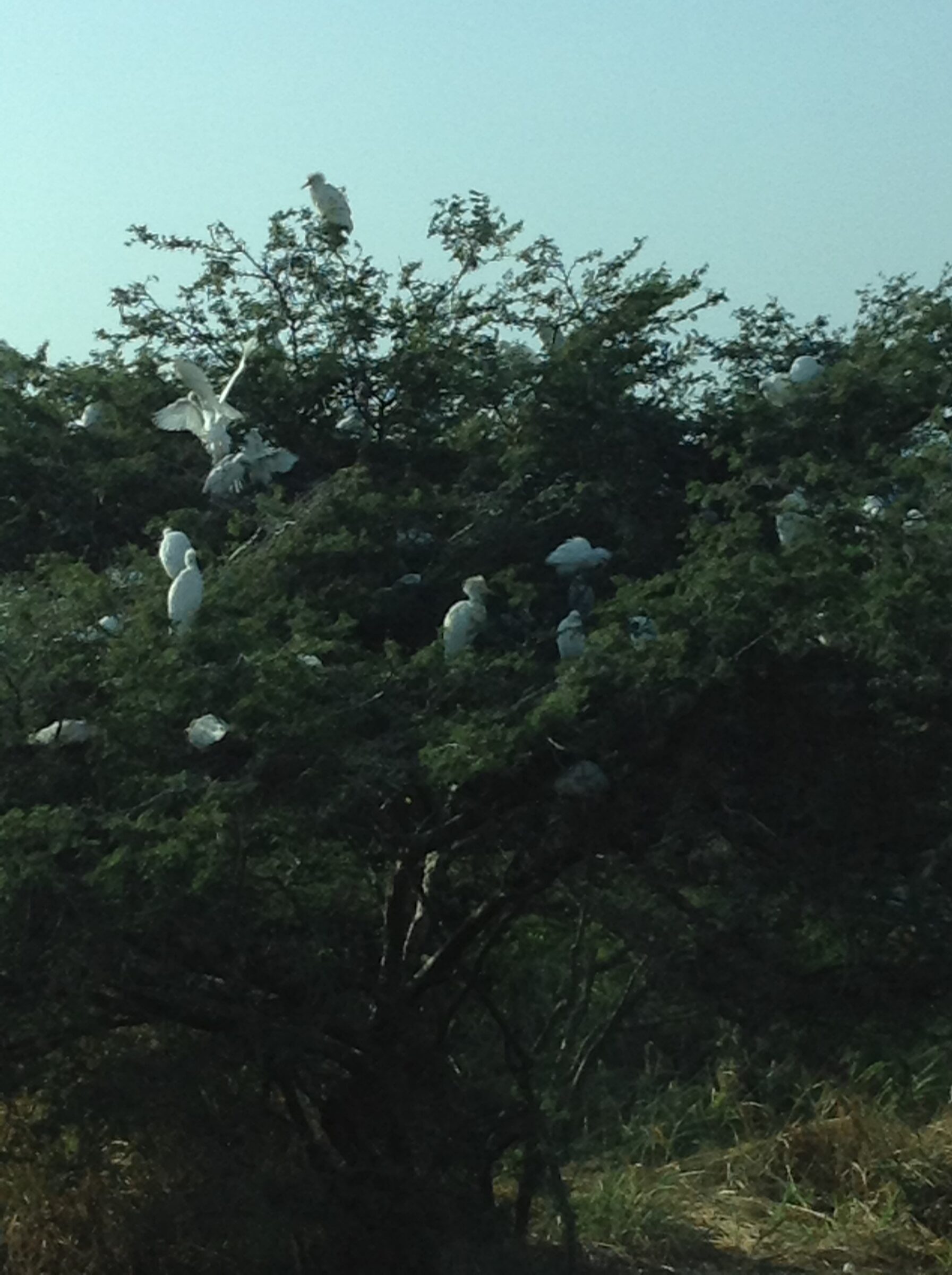 Egrets in a tree from the bus