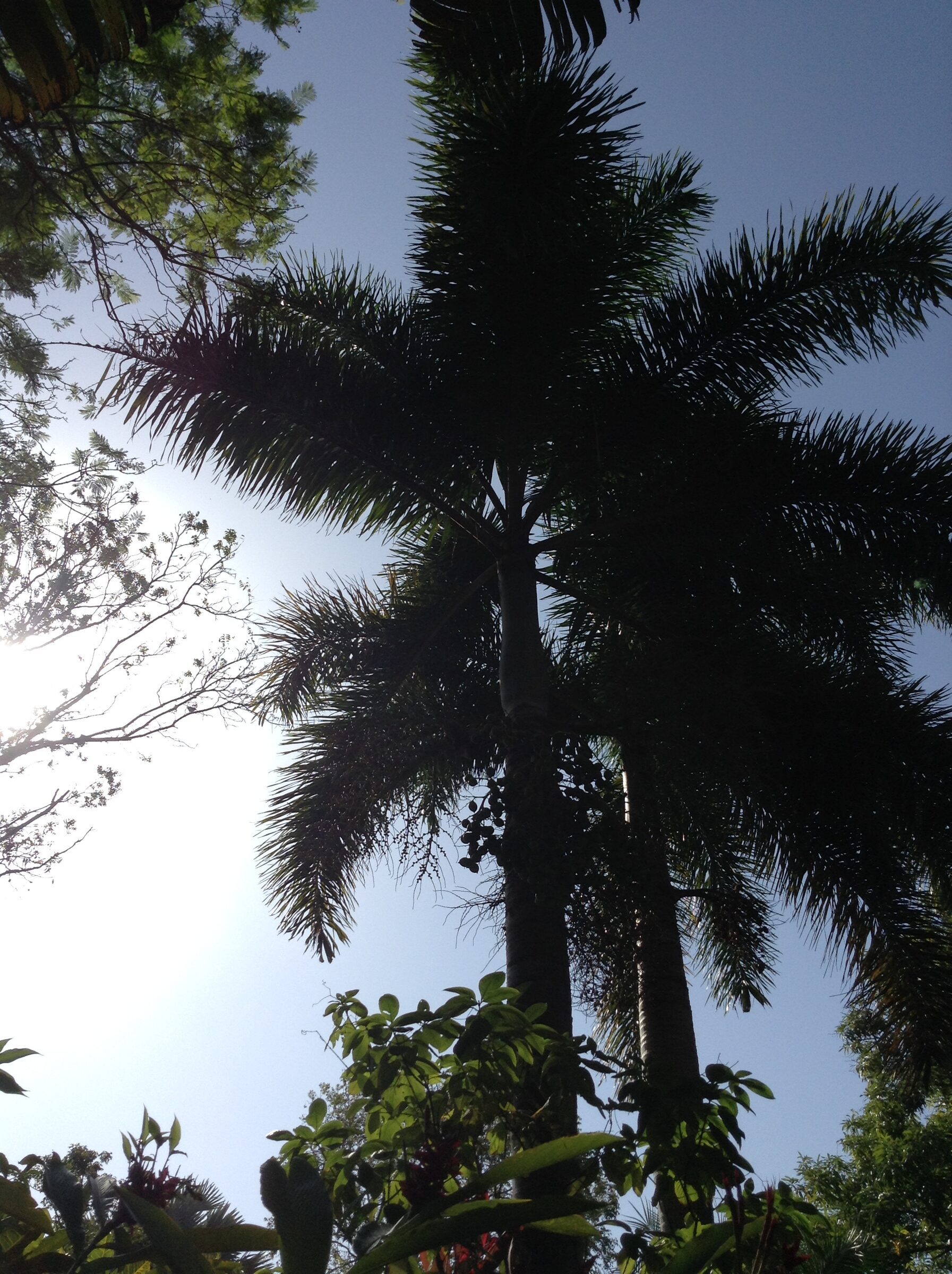 A palm tree on St. Kitts