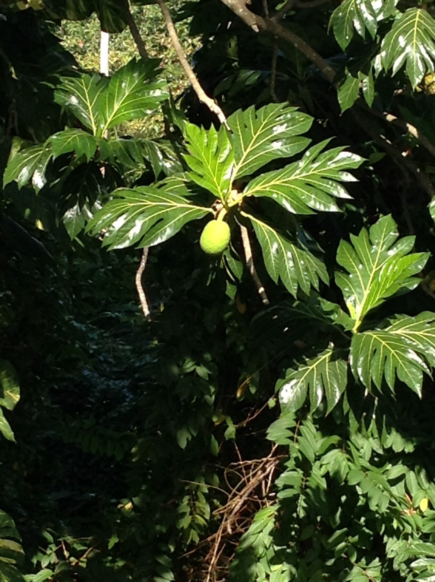 Breadfruit growing at Romney Gardens