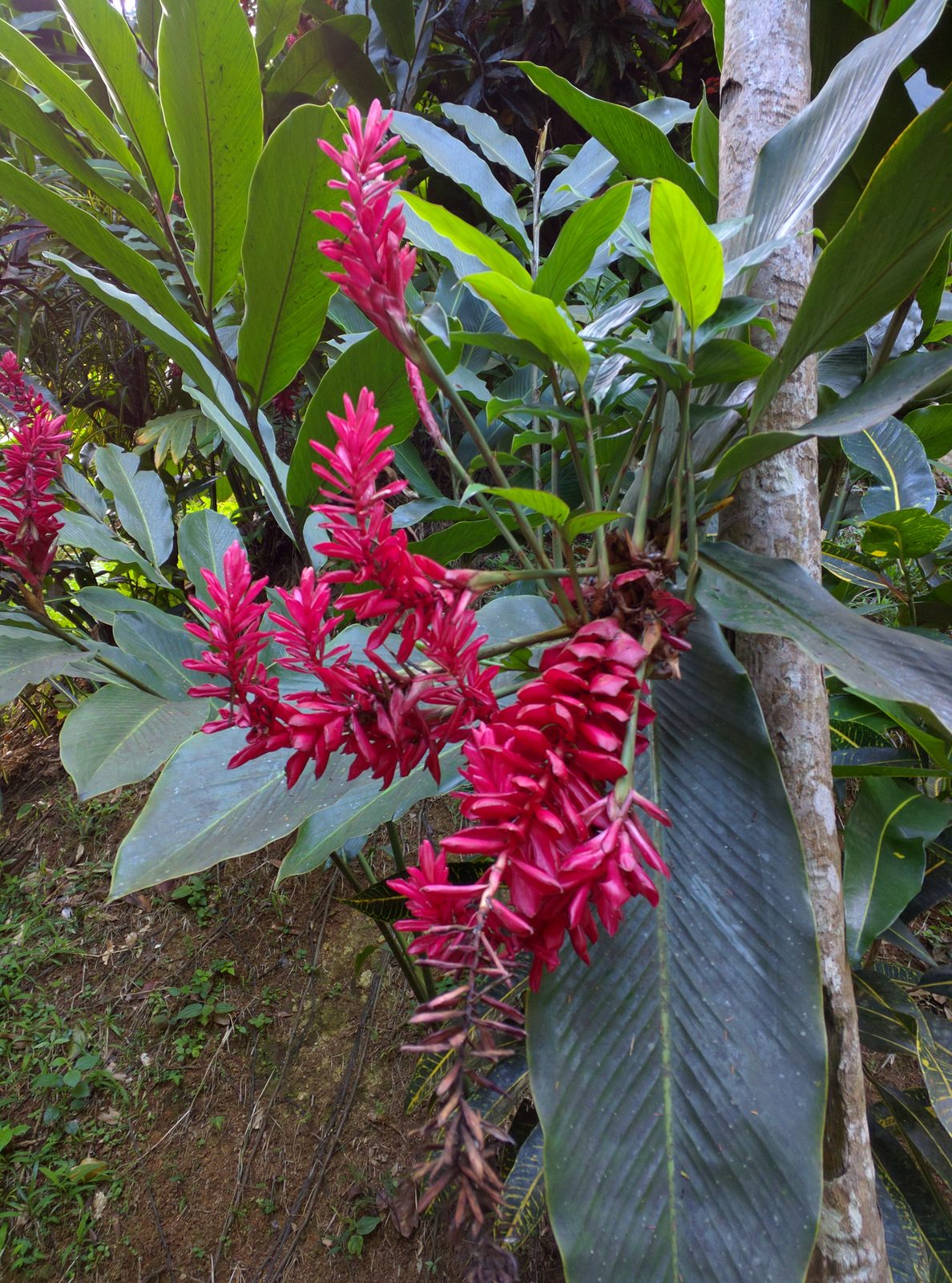 Red ginger flowers at Annandale Falls