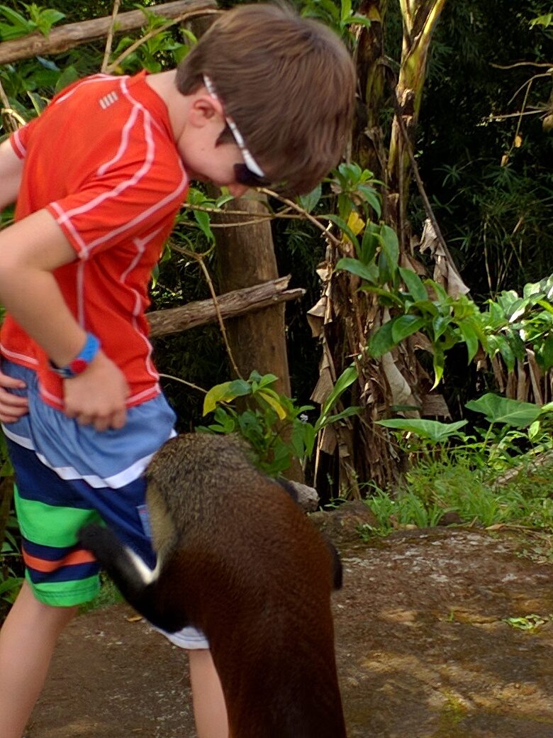 Meeting a monkey near Grand Etang Crater Lake