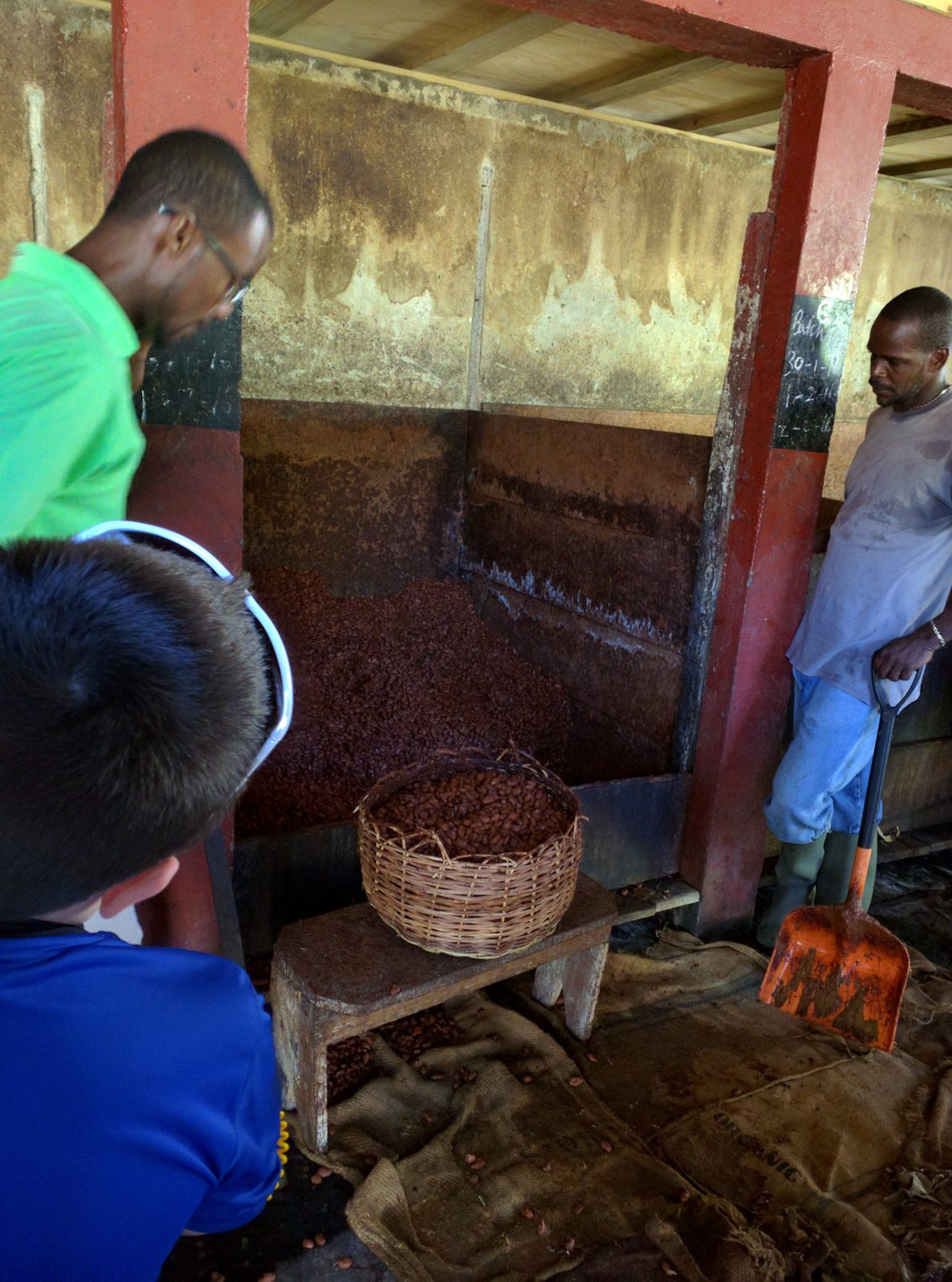 A guide shows how cocoa is made at Belmont Estate