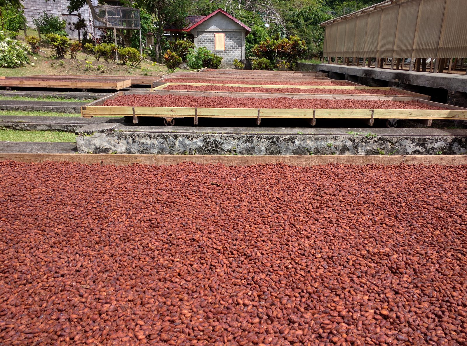 Belmont Estate's cocoa drying beds roll under cover at night and when it rains