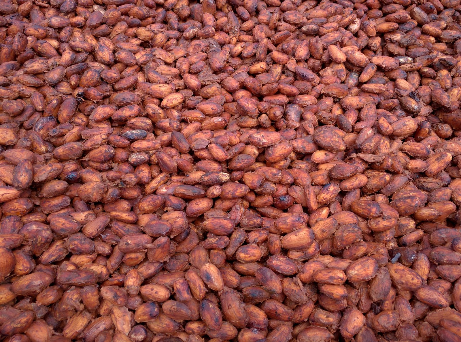 Cocoa beans drying at Belmont Estate, two days in the hot sun