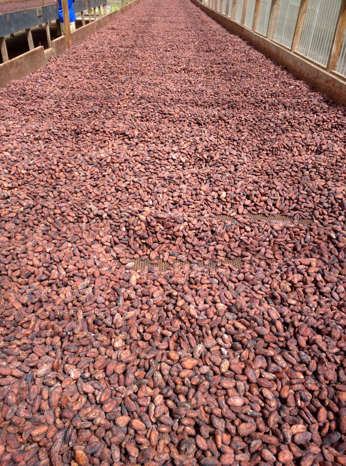 Cocoa beans drying at Belmont Estate