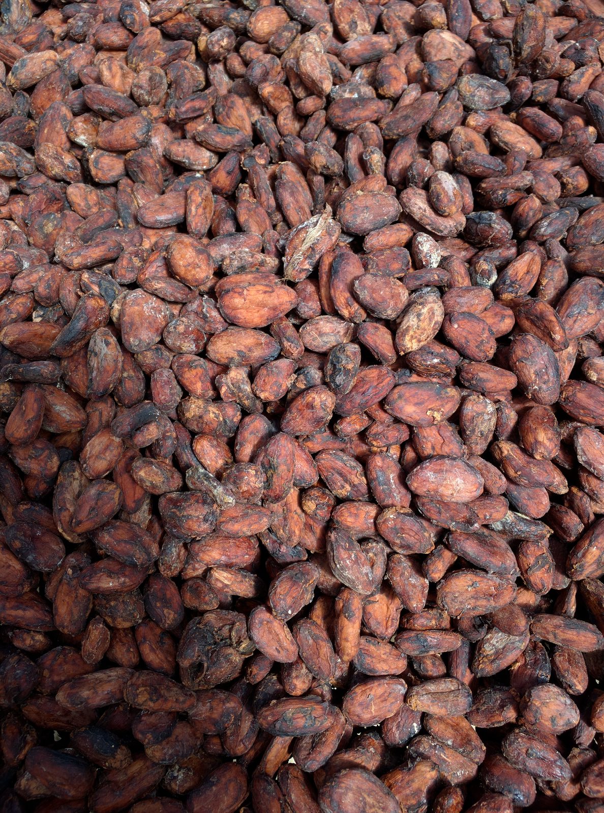 Cocoa beans at Belmont Estate