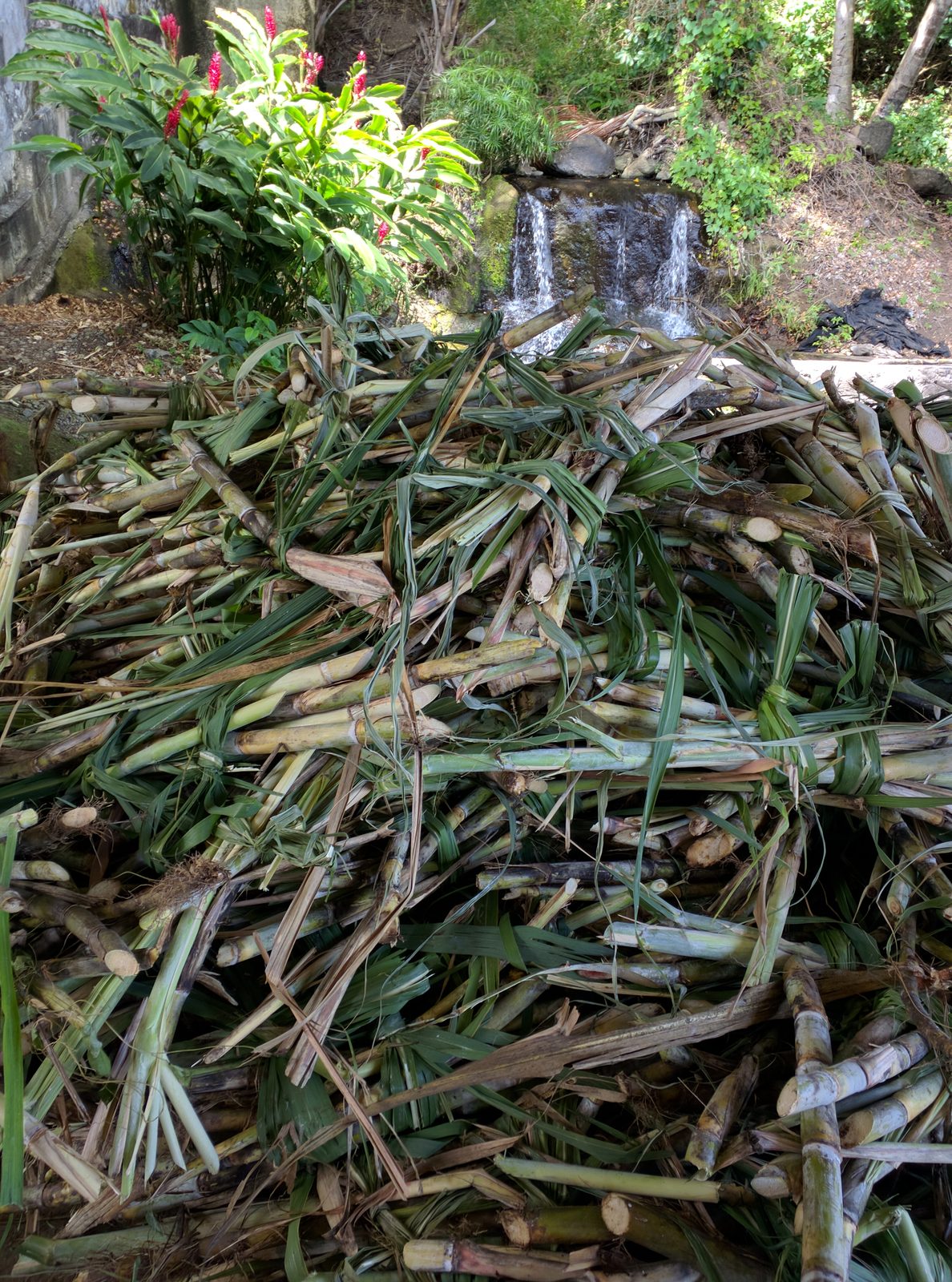Sugar cane at the River Antoine rum distillery