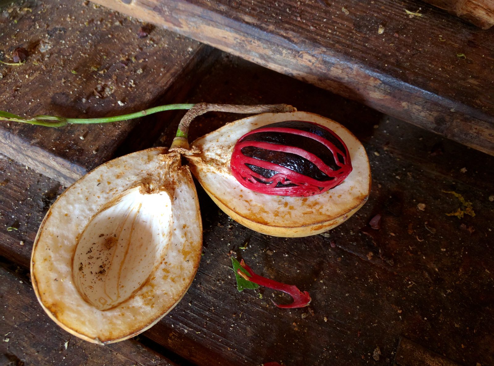 Nutmeg wrapped in red mace at Dougaldston Spice Estate