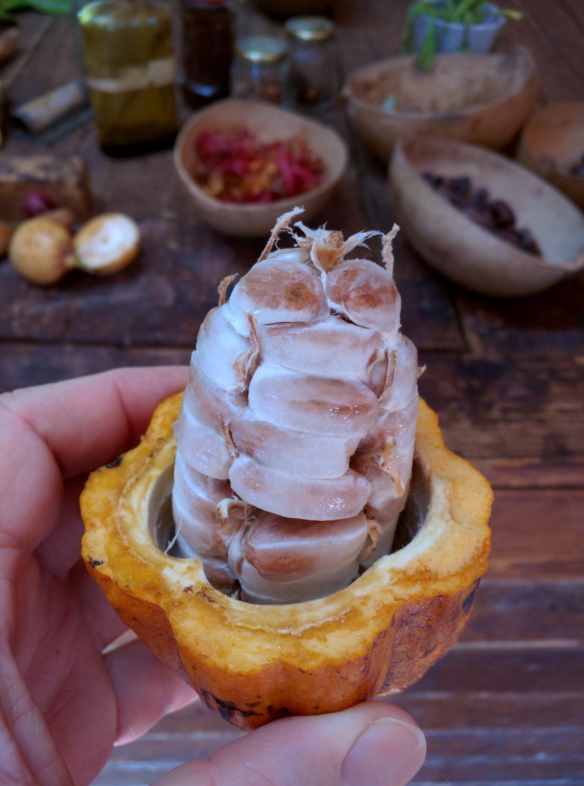 A fresh cocoa pod at Dougaldston Spice Estate