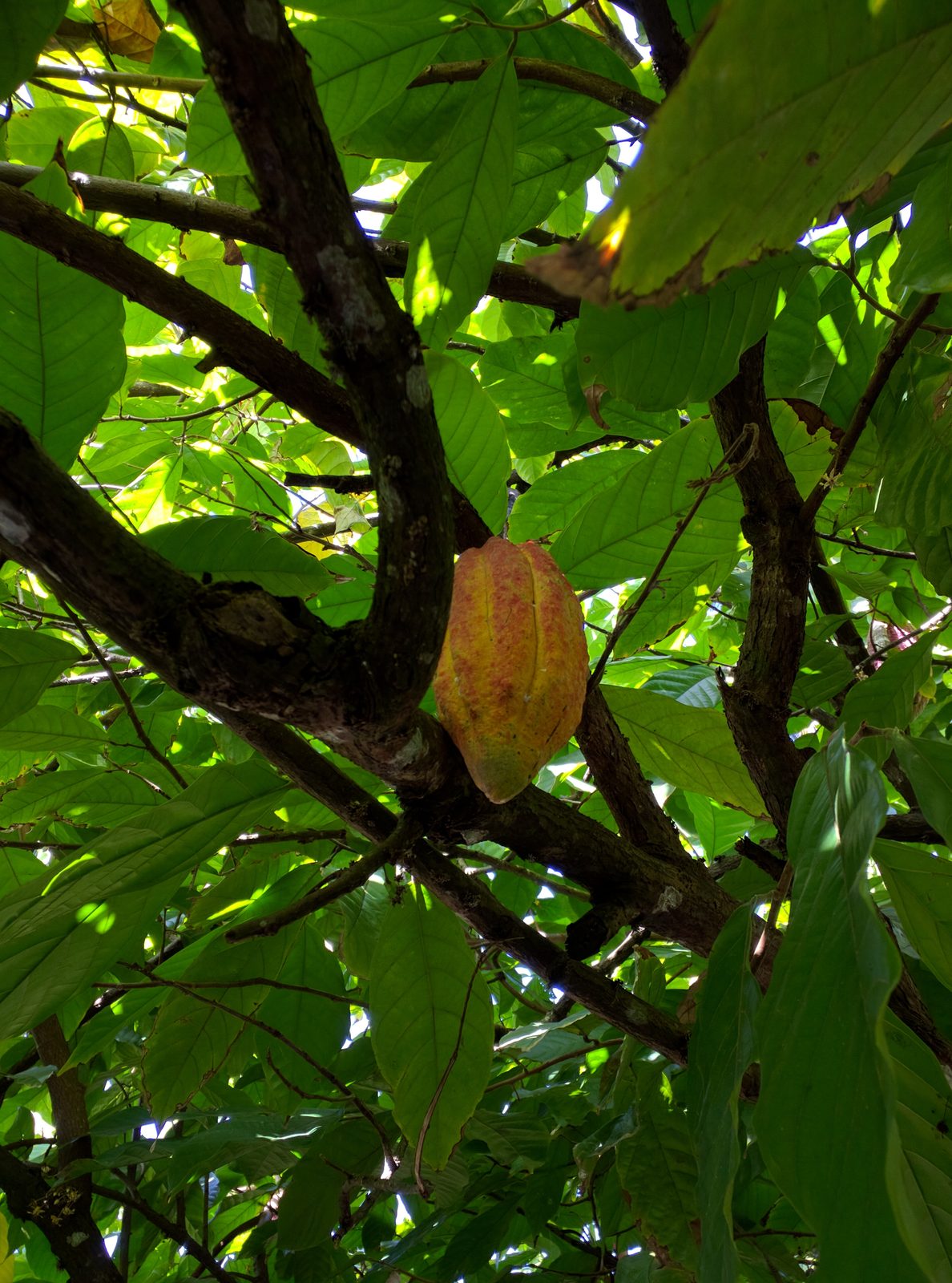 A cocoa pod growing at Dougaldston