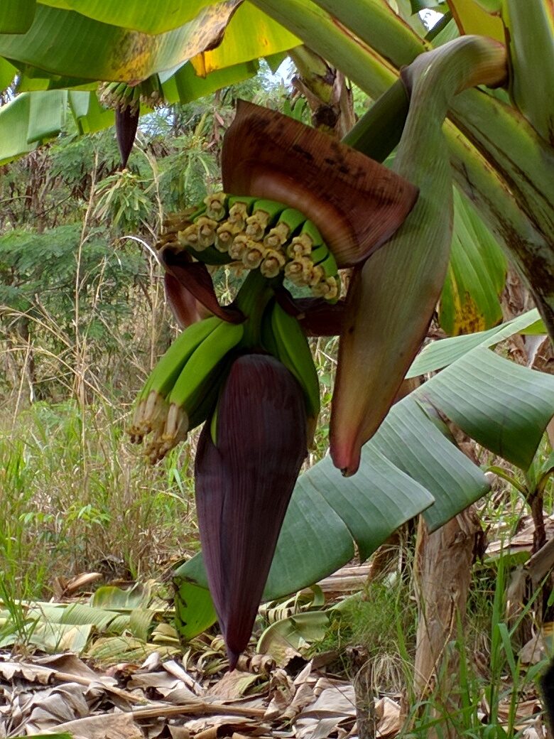A banana flower at the Barbados Wildlife Reserve