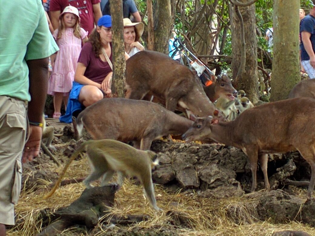 A deer among the visitors