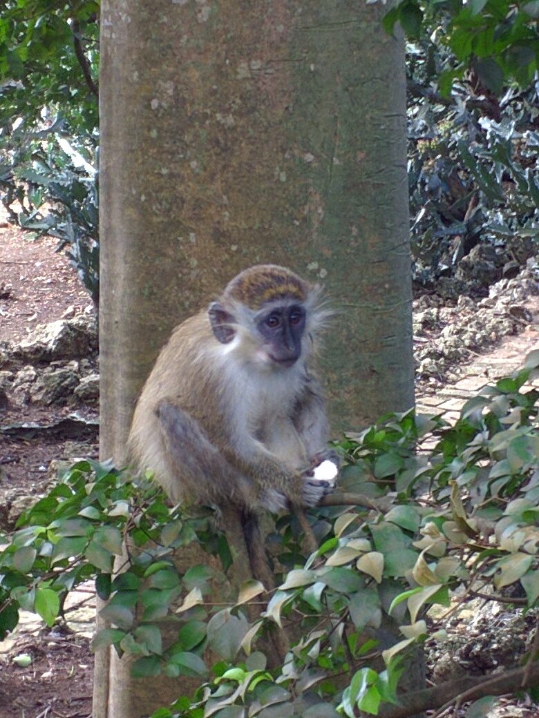 Barbados Wildlife Reserve, Barbados