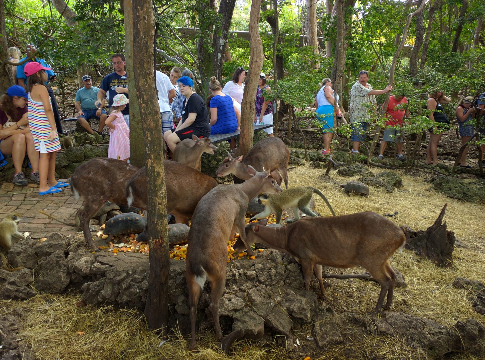 Feeding time for the deer and monkeys at the Barbados Wildlife Reserve