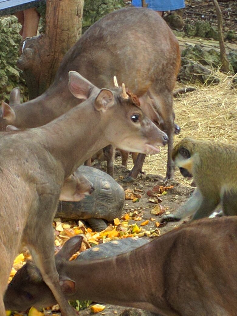 Deer, a tortoise and a monkey at the Barbados Wildlife Reserve