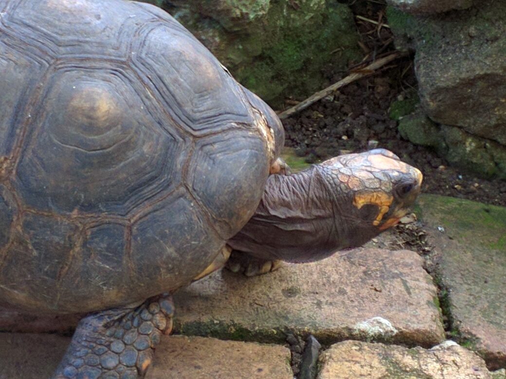 A giant tortoise up close