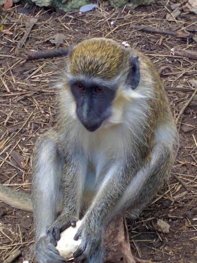 A monkey close enough to touch