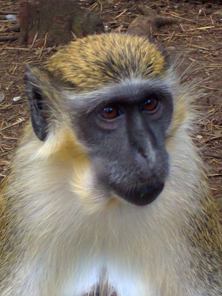 A monkey up close at the Barbados Wildlife Reserve