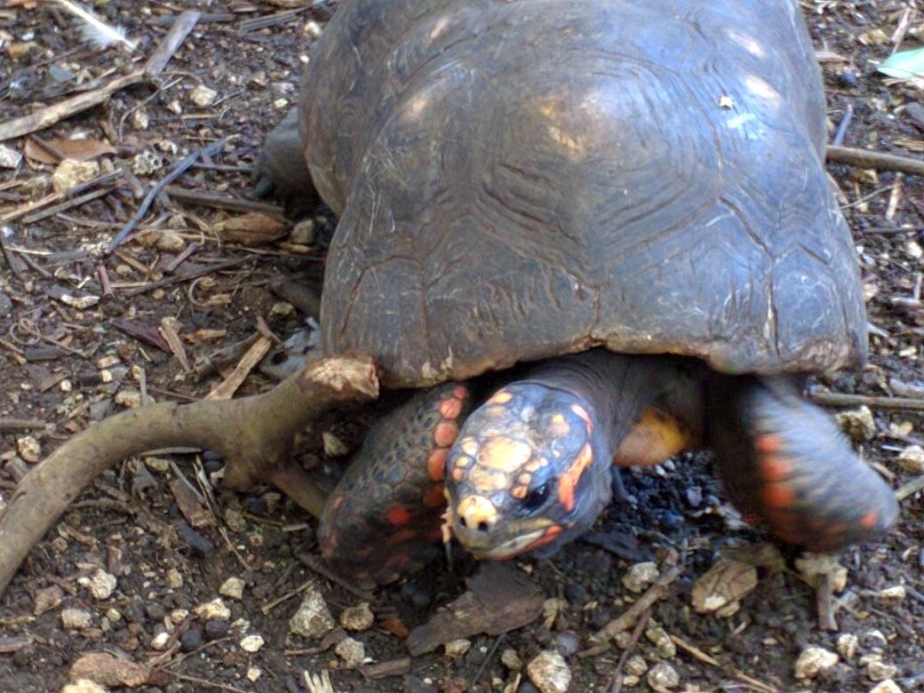 A tortoise on the path at the Barbados Wildlife Reserve