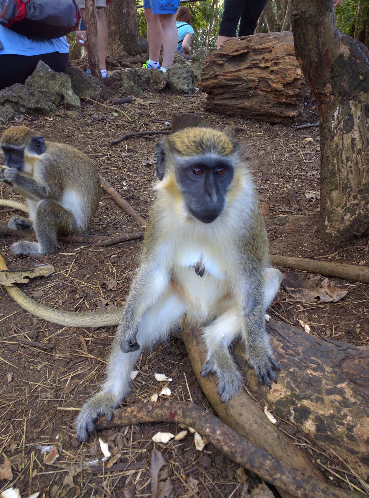 A monkey sitting on a log at the Barbados Wildlife Reserve