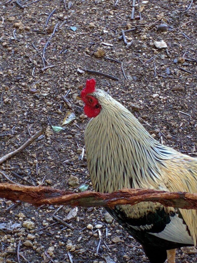 A rooster at the Barbados Wildlife Reserve