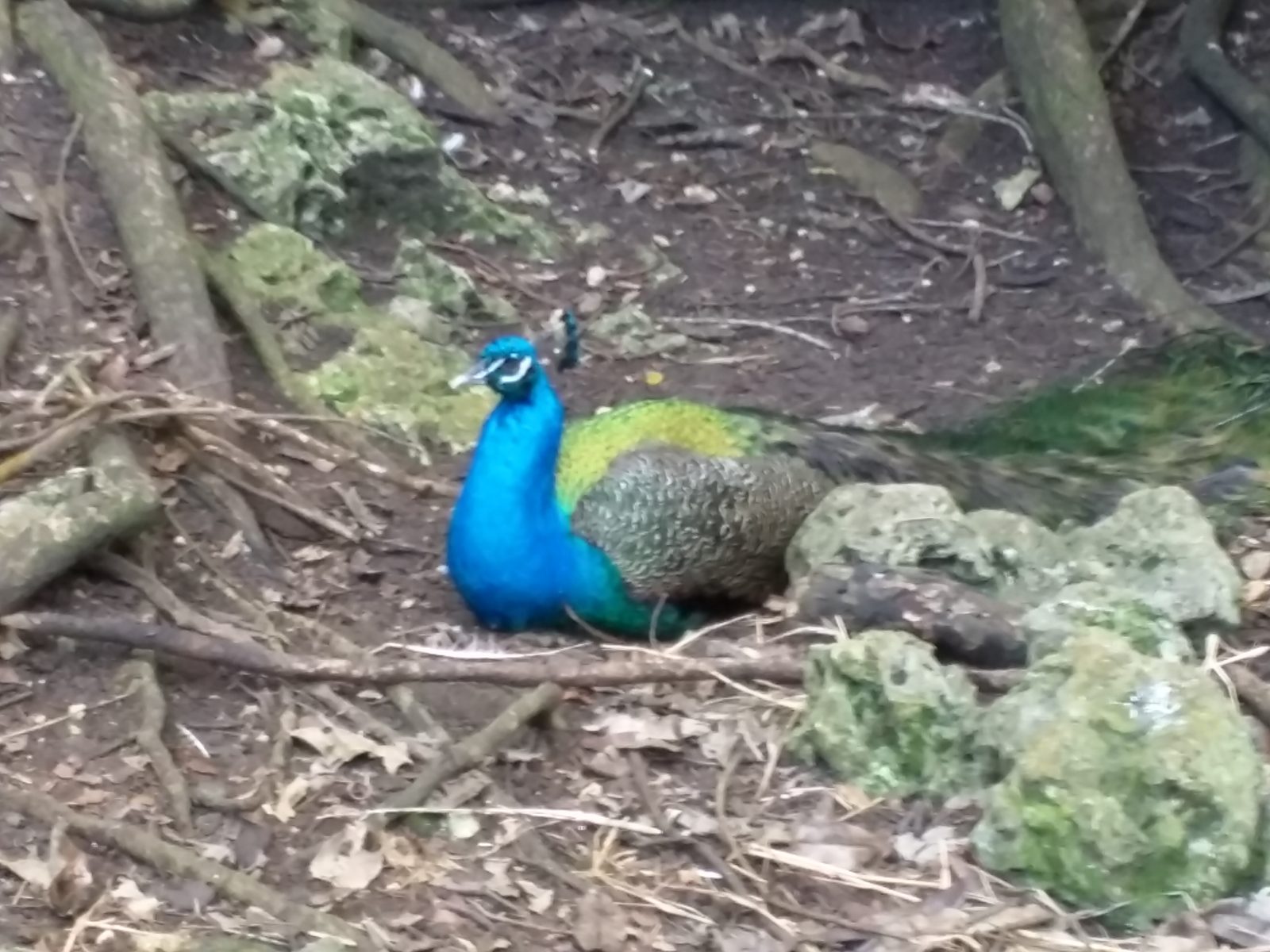 A peacock in the reserve