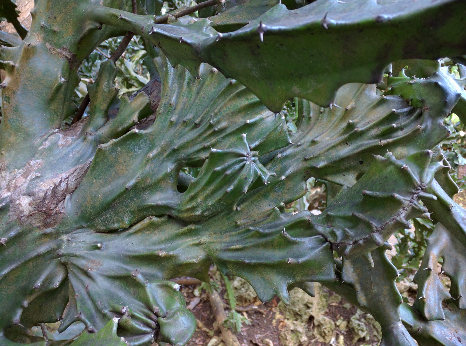 Cactus leaves at the Barbados Wildlife Reserve
