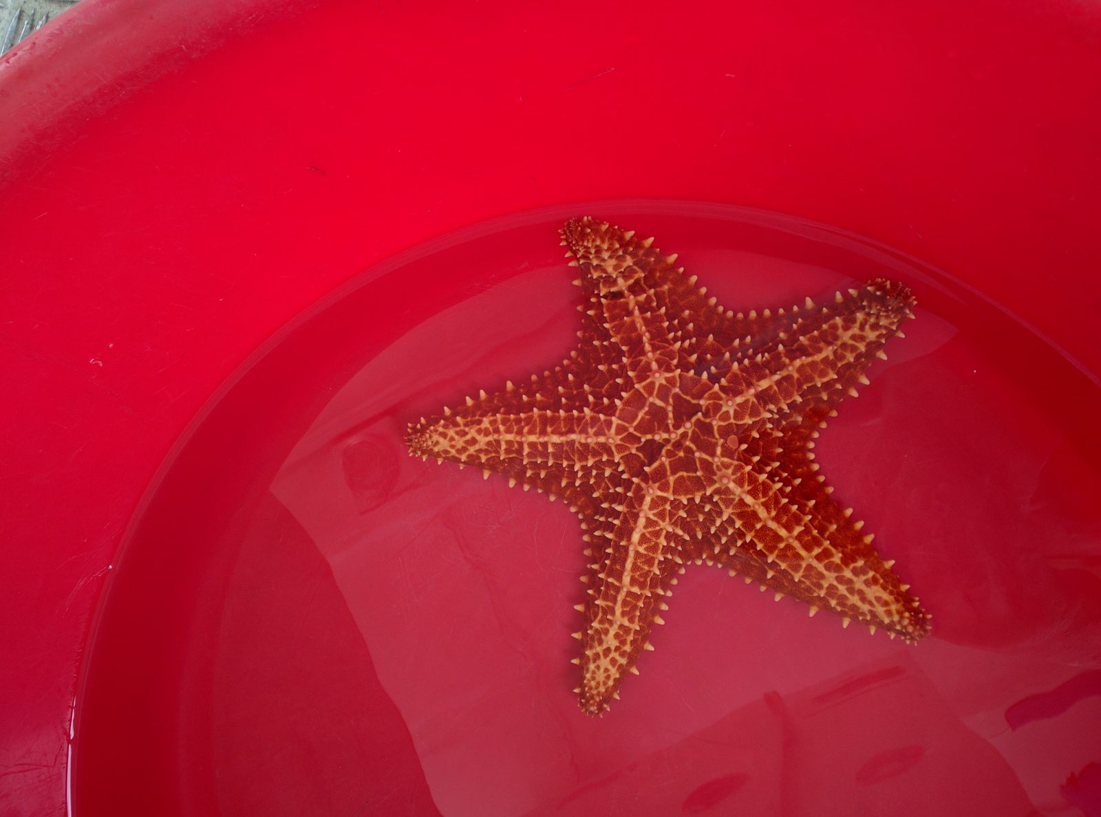The starfish Kathy found at Anse Noire