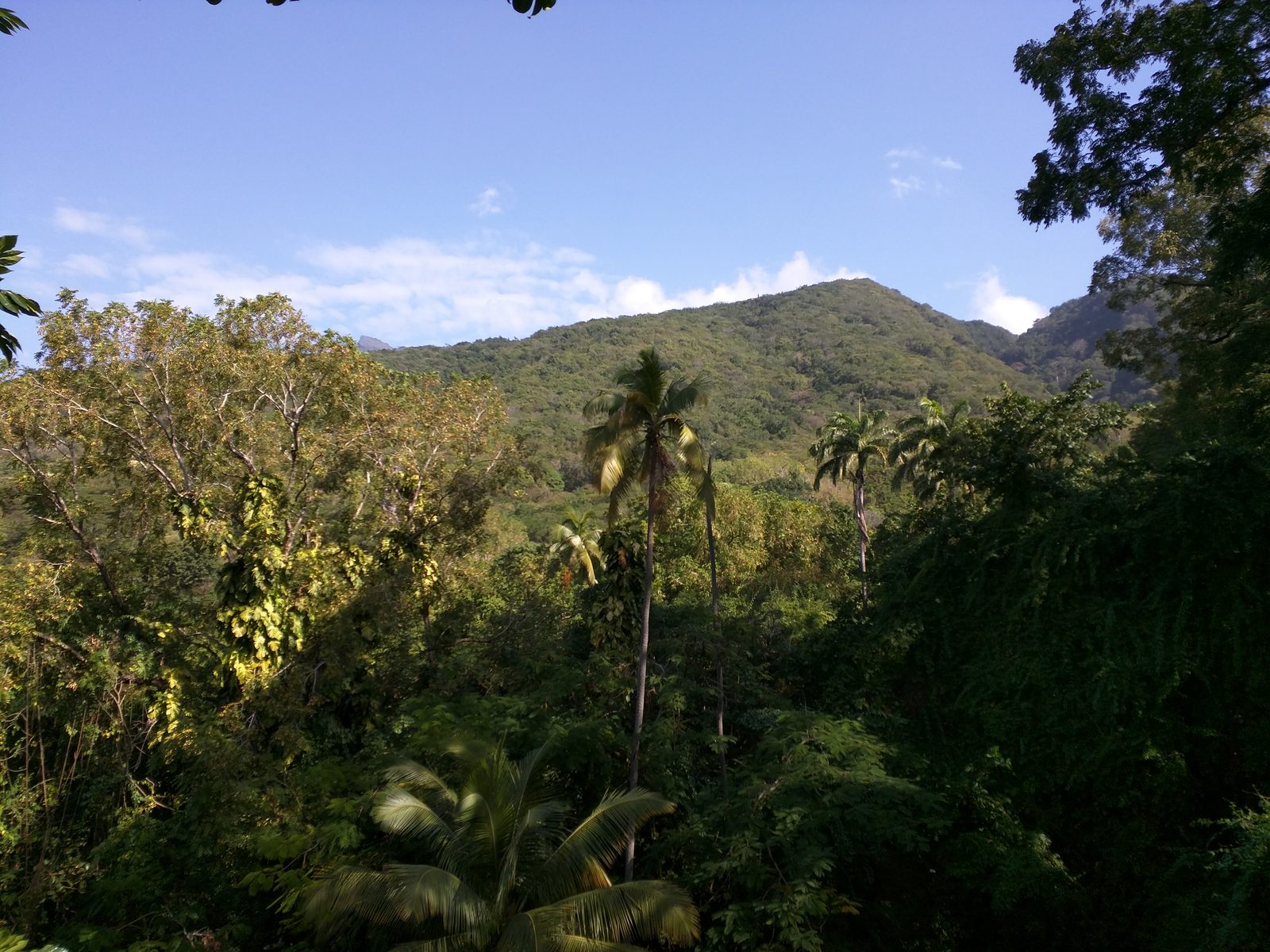 Green hills along the island tour in St. Kitts
