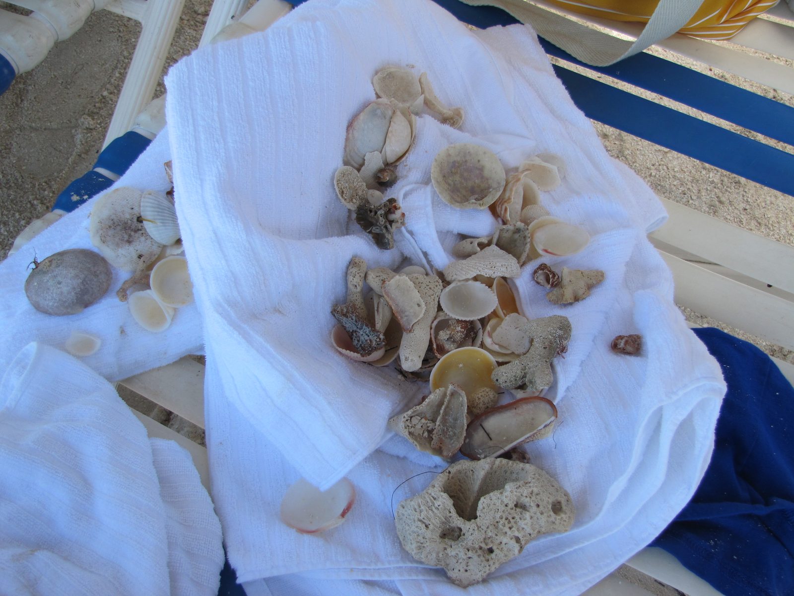 Shells collected on a beach towel