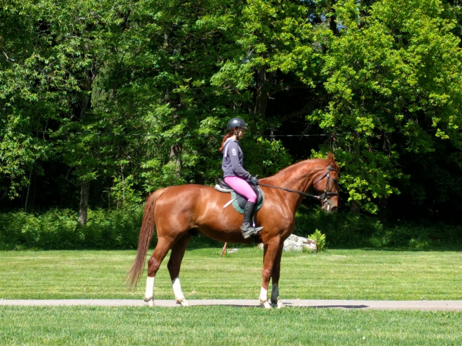 A rider on a chestnut horse at Savijarvi