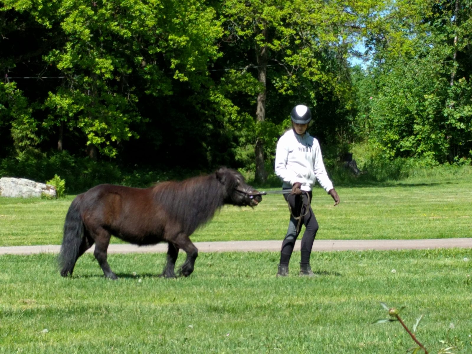 Leading a pony across the grass at Savijarvi