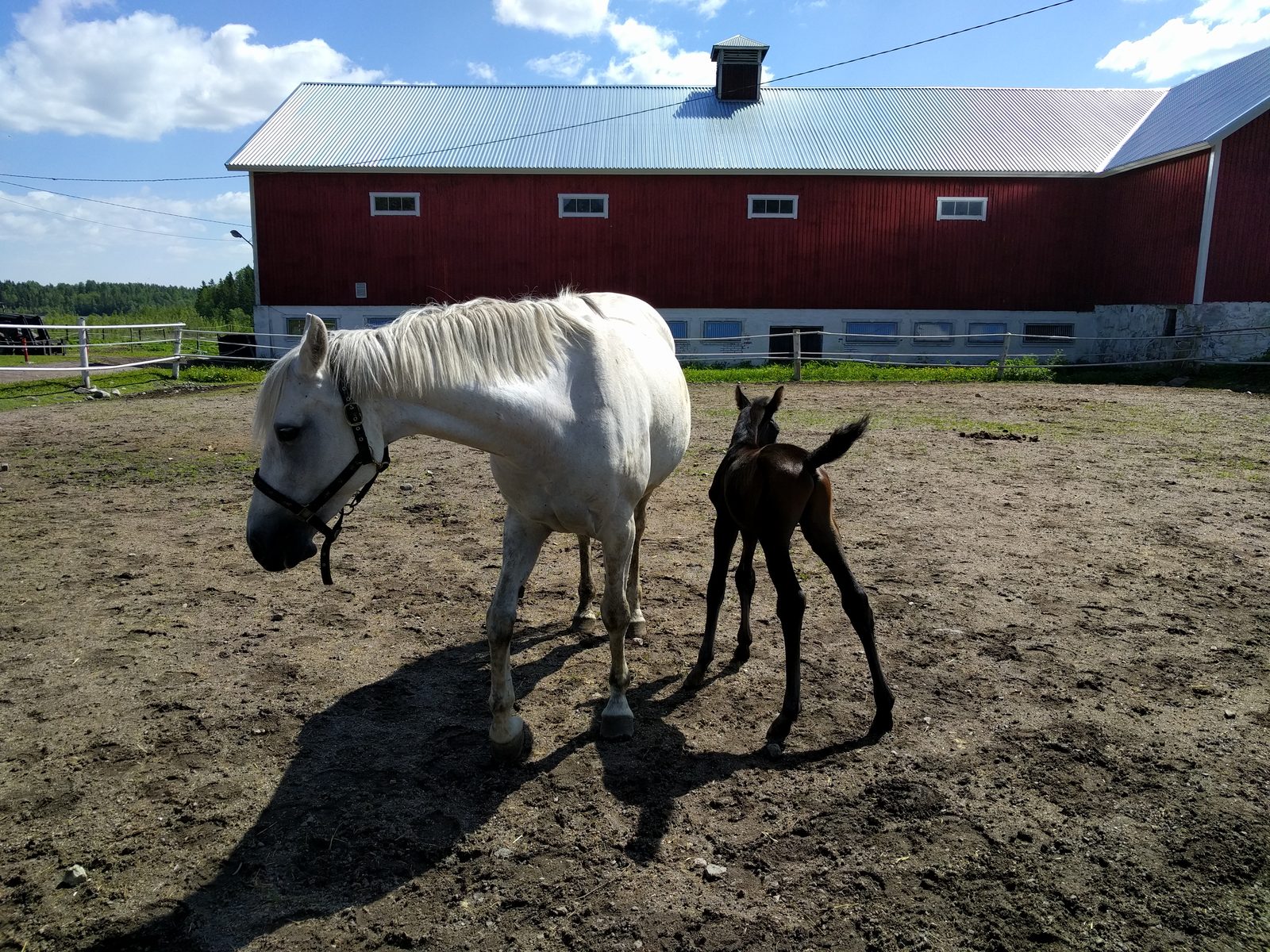 A mare and foal in the paddock