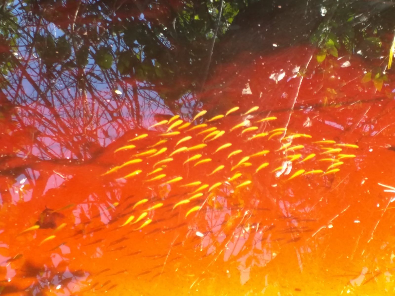 A school of little fish at Magens Bay